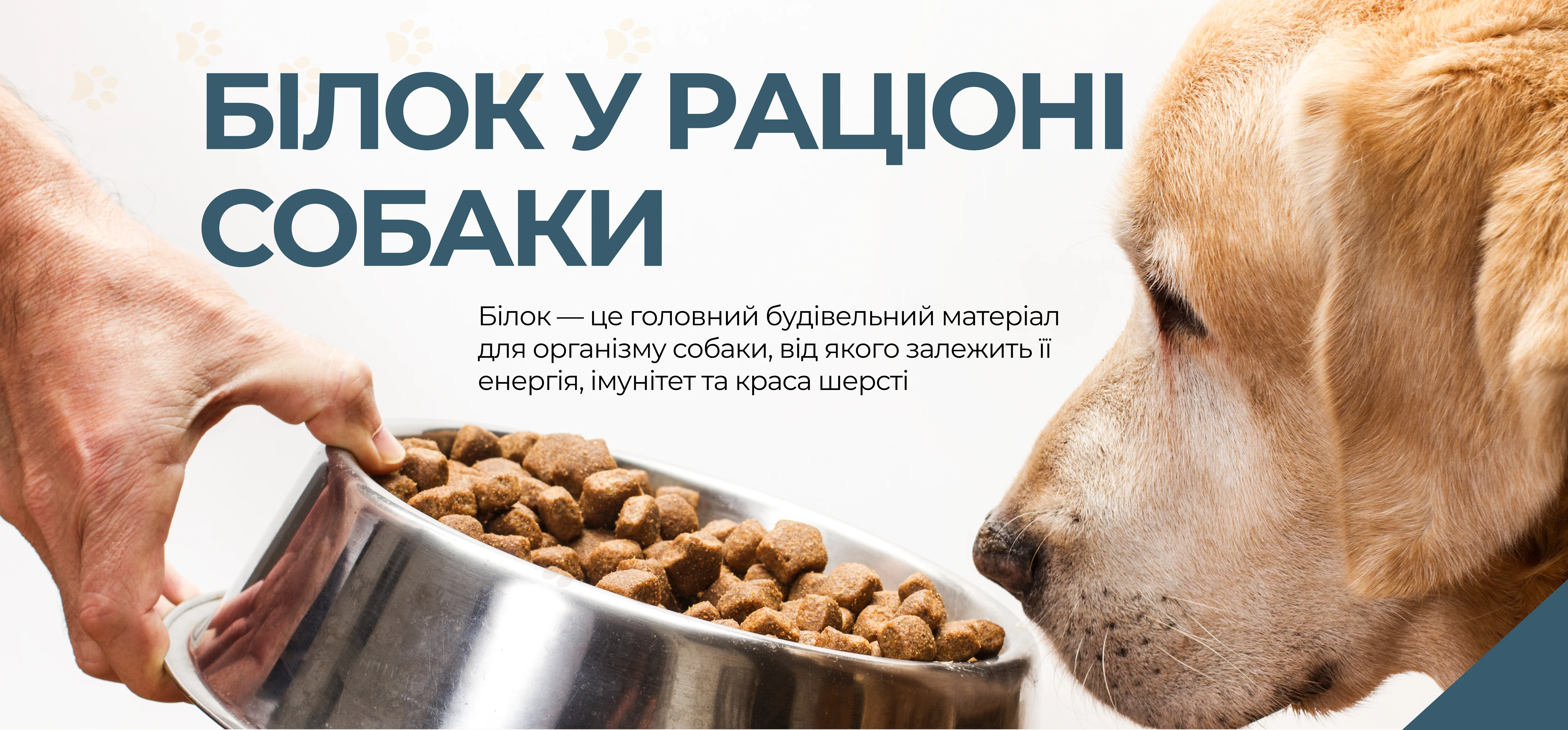 Білок у раціоні собаки: скільки потрібно і як обрати корм