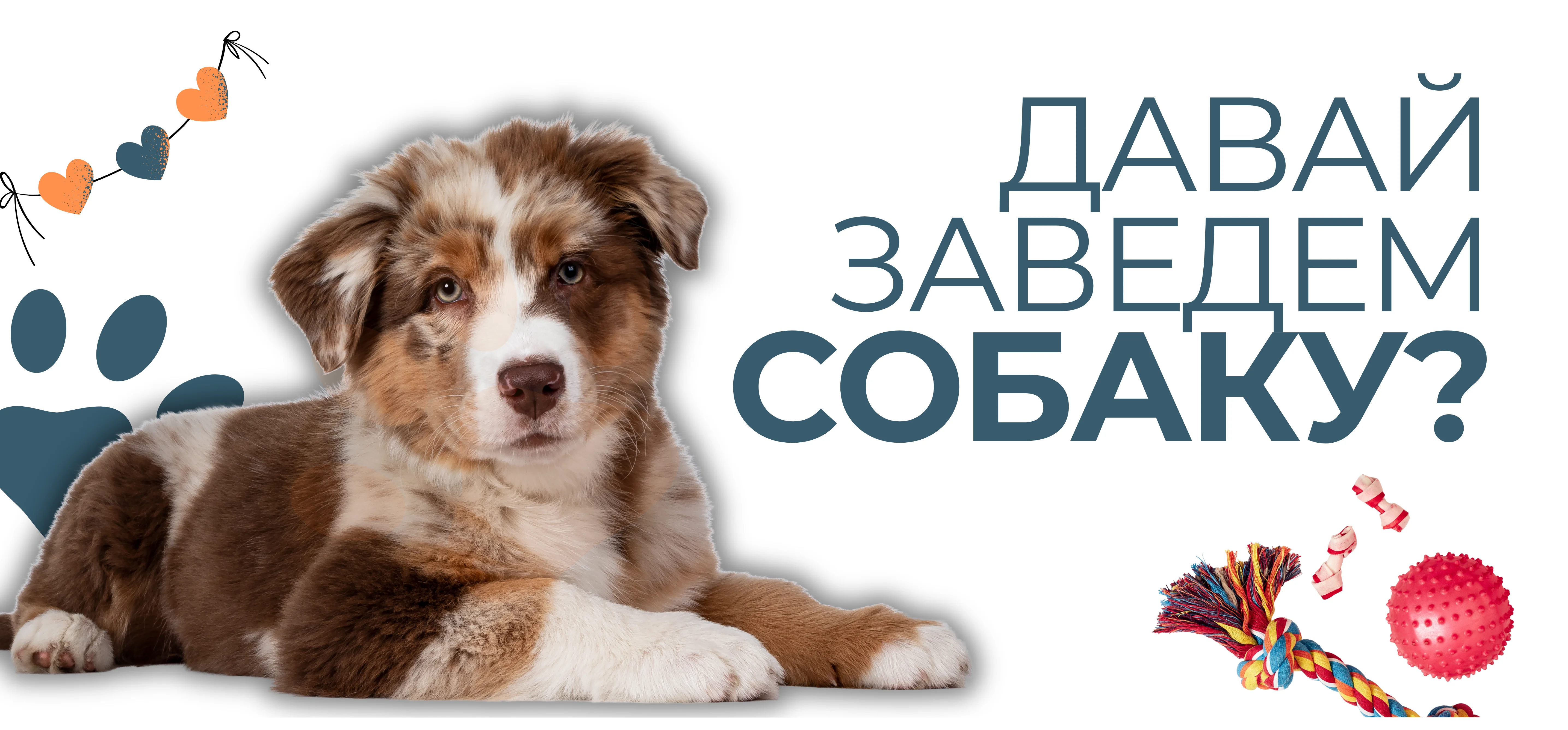 Хочете завести цуценя? Повний гід з догляду, харчування та виховання собаки