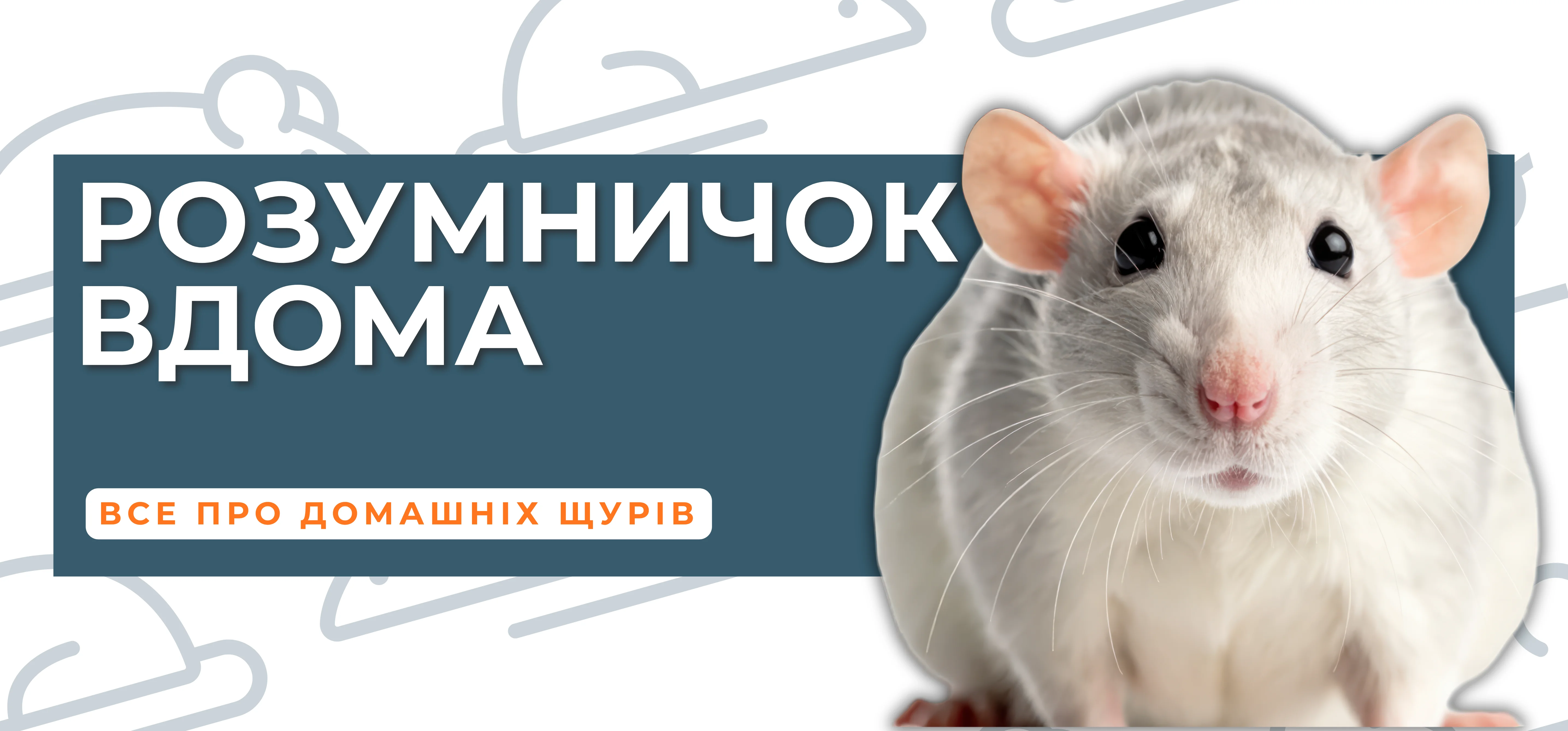Декоративний щур: розумний, контактний та незвичайний домашній улюбленець