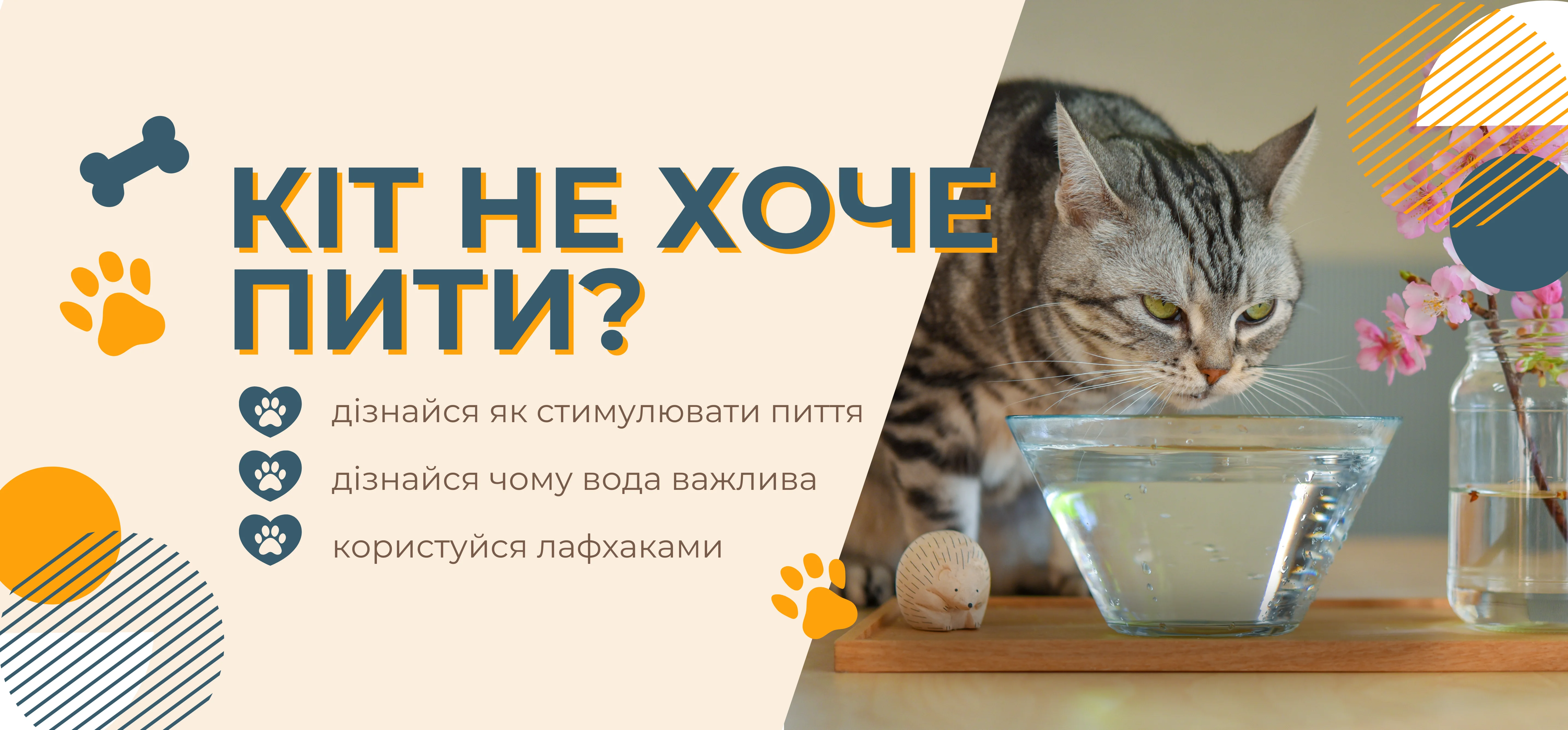 Кіт не хоче пити воду: причини та способи збільшити споживання рідини