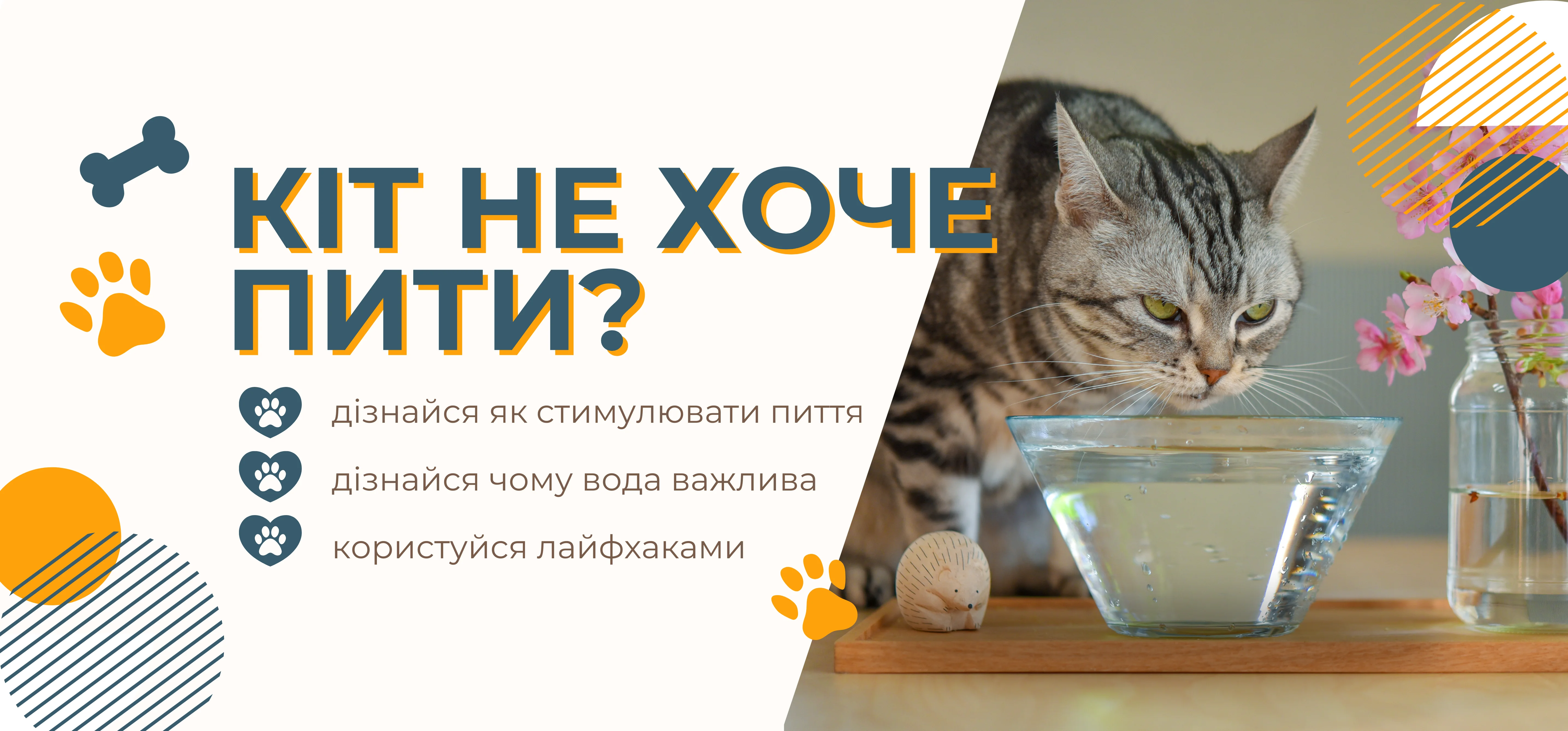 Кіт не хоче пити воду: причини та способи збільшити споживання рідини